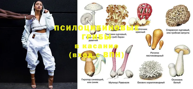 kraken ССЫЛКА  Лянтор  Галлюциногенные грибы Psilocybine cubensis 